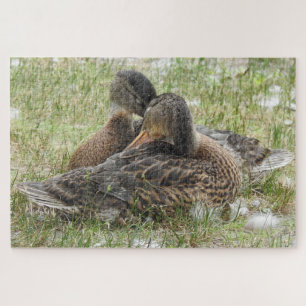Ducks Kanudeln - Liebe und Zuneigung