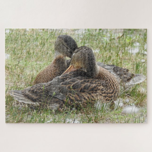 Ducks Kanudeln - Liebe und Zuneigung (Horizontal)
