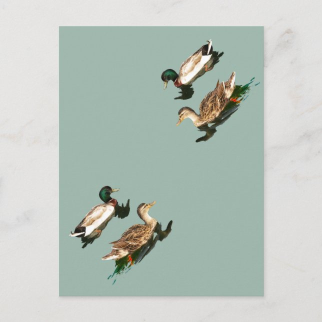 Ducks mallards feiertagspostkarte (Vorderseite)