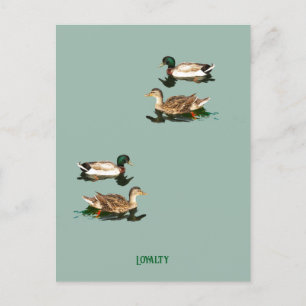 Ducks mallards feiertagspostkarte
