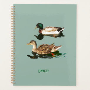 Ducks mallards planer