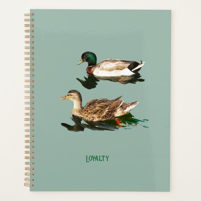 Ducks mallards planer (Vorderseite)