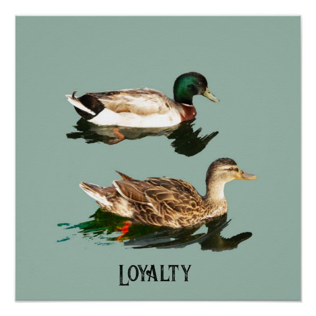Ducks mallards poster (Vorderseite)
