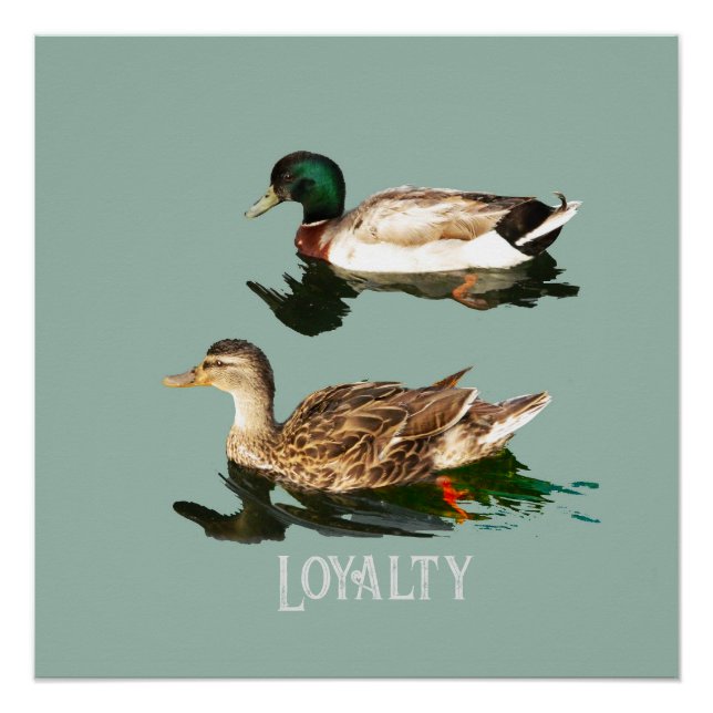 Ducks mallards poster (Vorderseite)