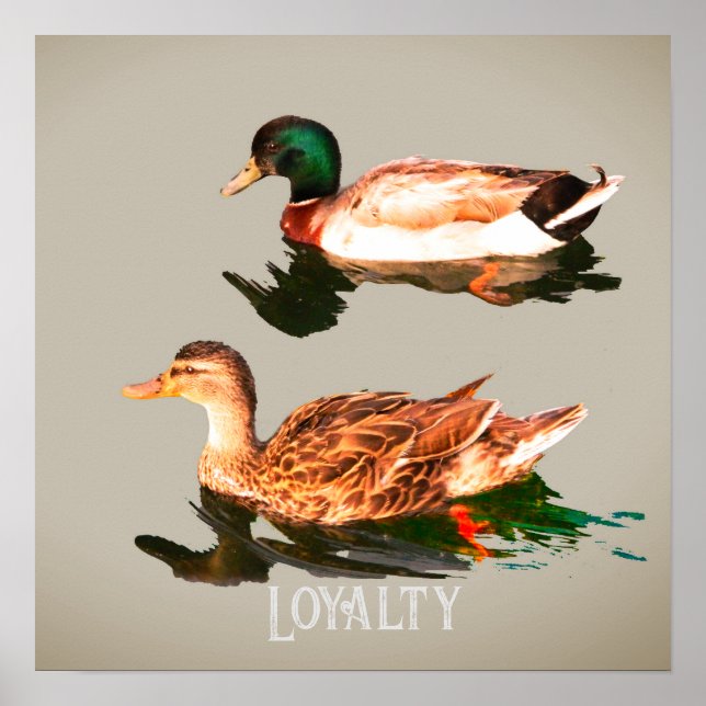 Ducks mallards poster (Vorne)