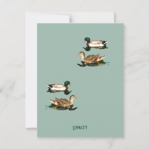 Ducks mallards postkarte