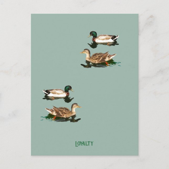 Ducks mallards postkarte (Vorderseite)