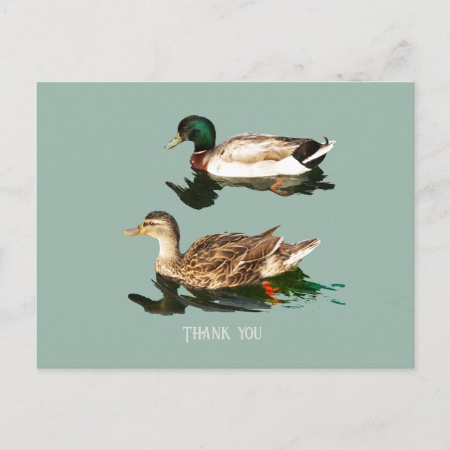 Ducks mallards postkarte (Vorderseite)
