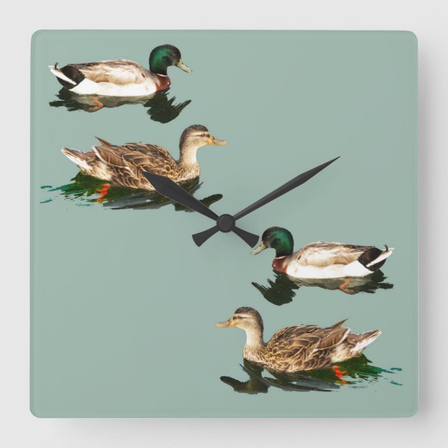 Ducks mallards quadratische wanduhr (Vorderseite)