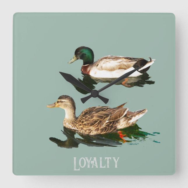 Ducks mallards quadratische wanduhr (Vorderseite)