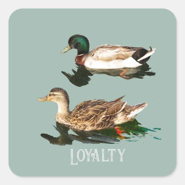 Ducks mallards quadratischer aufkleber (Vorderseite)