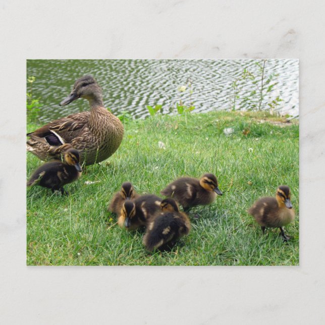 Ducks Postkarte (Vorderseite)