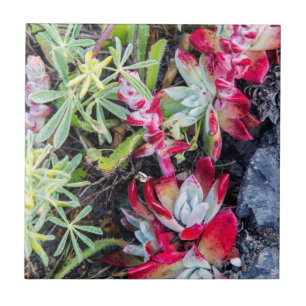 Dudleya-Küste an der Stelle Reyes National Seehot Fliese