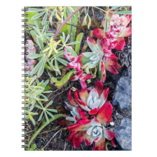 Dudleya-Küste an der Stelle Reyes National Seehote Notizblock