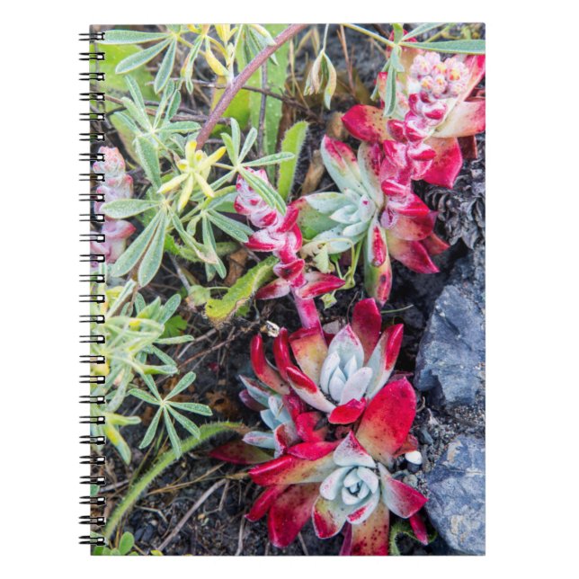 Dudleya-Küste an der Stelle Reyes National Seehote Notizblock (Vorderseite)