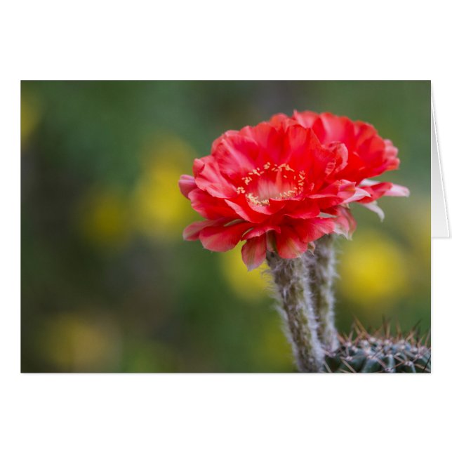 Duet of Firelight Cactus Blume (Vorderseite (Horizontal))