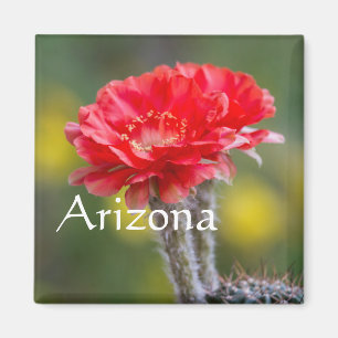 Duet of Firelight cactus Blume, Arizona Magnet