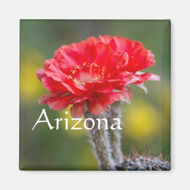 Duet of Firelight cactus Blume, Arizona Magnet (Vorne)
