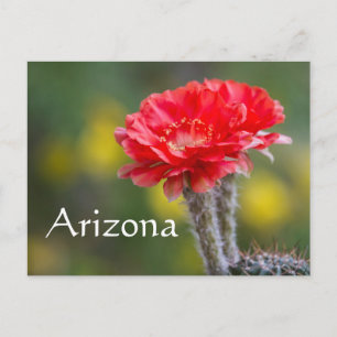 Duet of Firelight cactus Blume, Arizona Postkarte