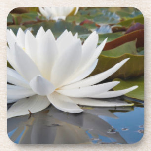 Duftende Seerose (Nymphaea Odorata) auf Caddo Getränkeuntersetzer