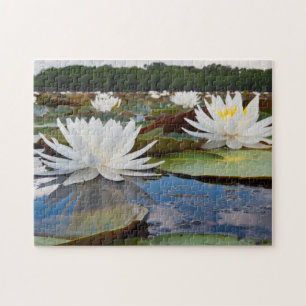 Duftende Seerose (Nymphaea Odorata) im Caddo