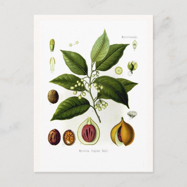 Duftstoffe aus Myristica (Muskatnuss) Postkarte (Vorderseite)