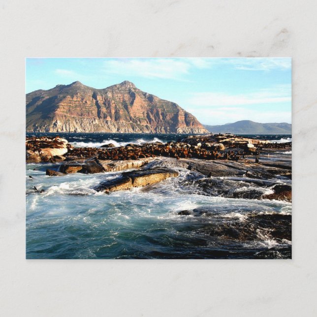 Duiker Island, Südafrika Postkarte (Vorderseite)