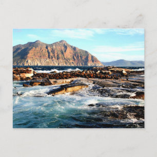 Duiker Island, Südafrika Postkarte