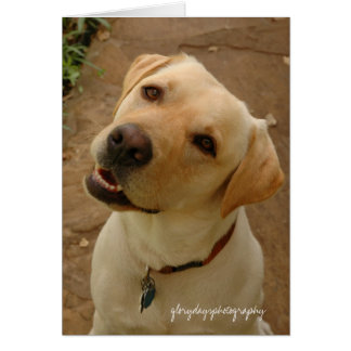 duke, glorydaysphotography