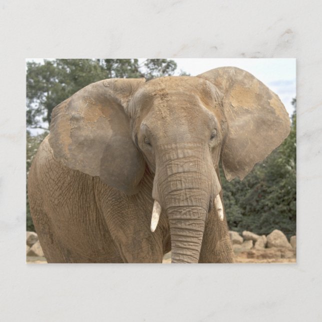 Dumbo Postkarte (Vorderseite)