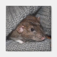 Dumbo Rat Magnet