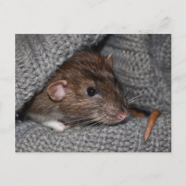 Dumbo Rat Postcard Postkarte (Vorderseite)