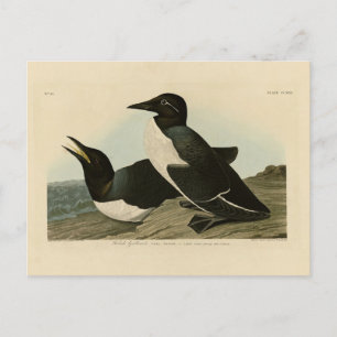 Dummes Guillemot von Audubons Vögeln in Amerika Postkarte