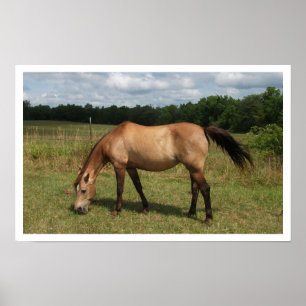 Dun Connemara Pony, Pferd, Weidet auf der Weide Poster