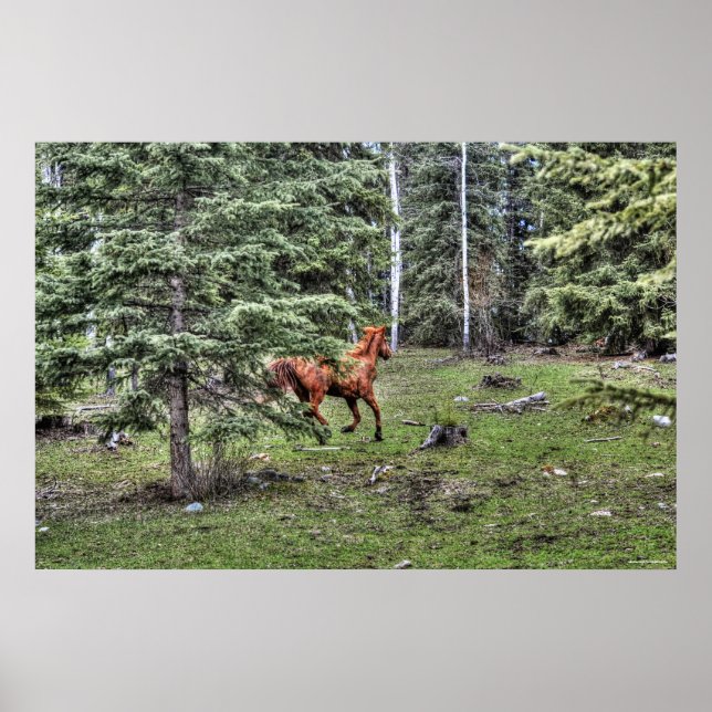 Dun Ranch Horse Cantering in Forest Equine Foto Poster (Vorne)