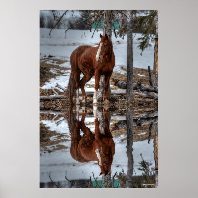 Dun Ranch Pferd beim Trinken Hole Equine Foto Poster (Vorne)