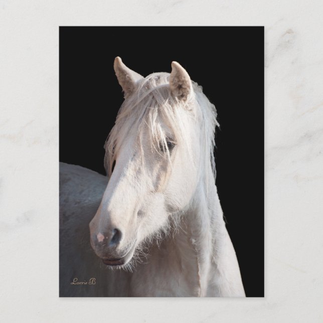 Dunalino American Bashkir Curly Postcard Postkarte (Vorderseite)