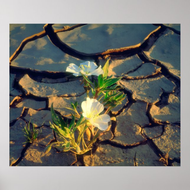Dune Primrose wächst aus Cracked Mud Poster (Vorne)