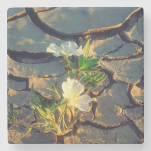 Dune Primrose wächst aus gerissener Erde Steinuntersetzer