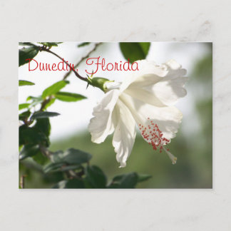Dunedin, Florida Postkarte