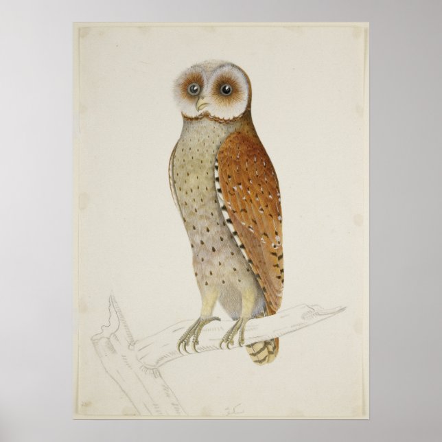 Dünenauge Vintage Naturvogeldarstellung Poster (Vorne)