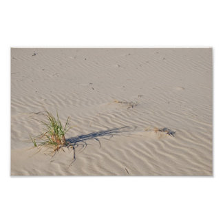 Dünengras am Strand Fotodruck