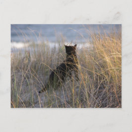 Dunes Cat Postkarte