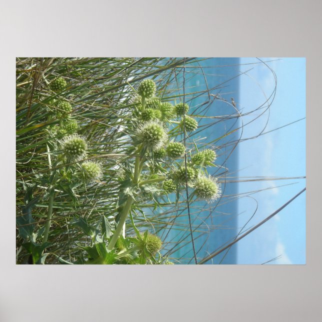 Dunes-Karden Poster (Vorne)