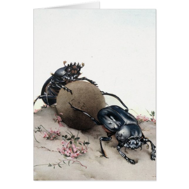 Dung Bettle (Devant)