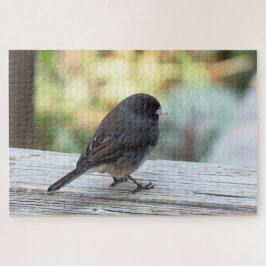 dunkel-mit Augen Junco