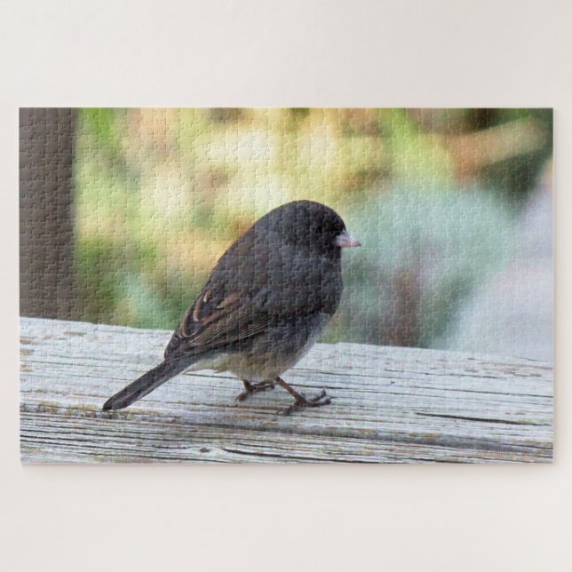 dunkel-mit Augen Junco (Horizontal)