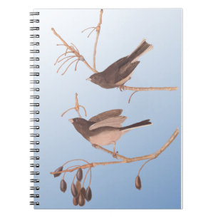 Dunkel-Mit Augen Junco Audubon-Schneebären auf der Notizblock