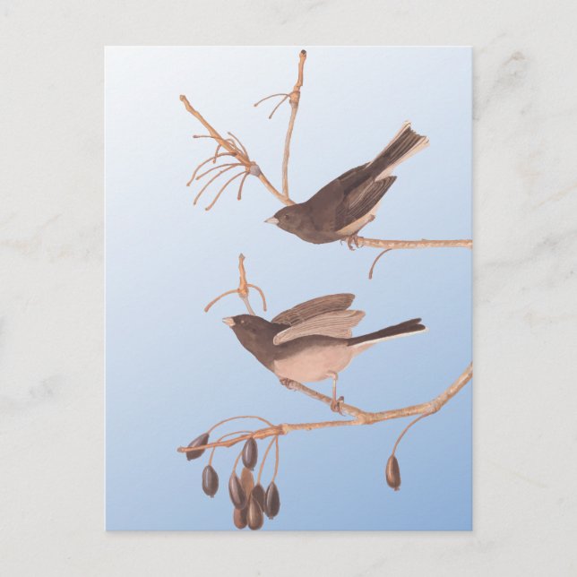 Dunkel-Mit Augen Junco Audubon-Schneebären auf der Postkarte (Vorderseite)