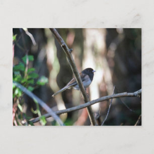 Dunkel-mit Augen Junco auf Zweig Postkarte